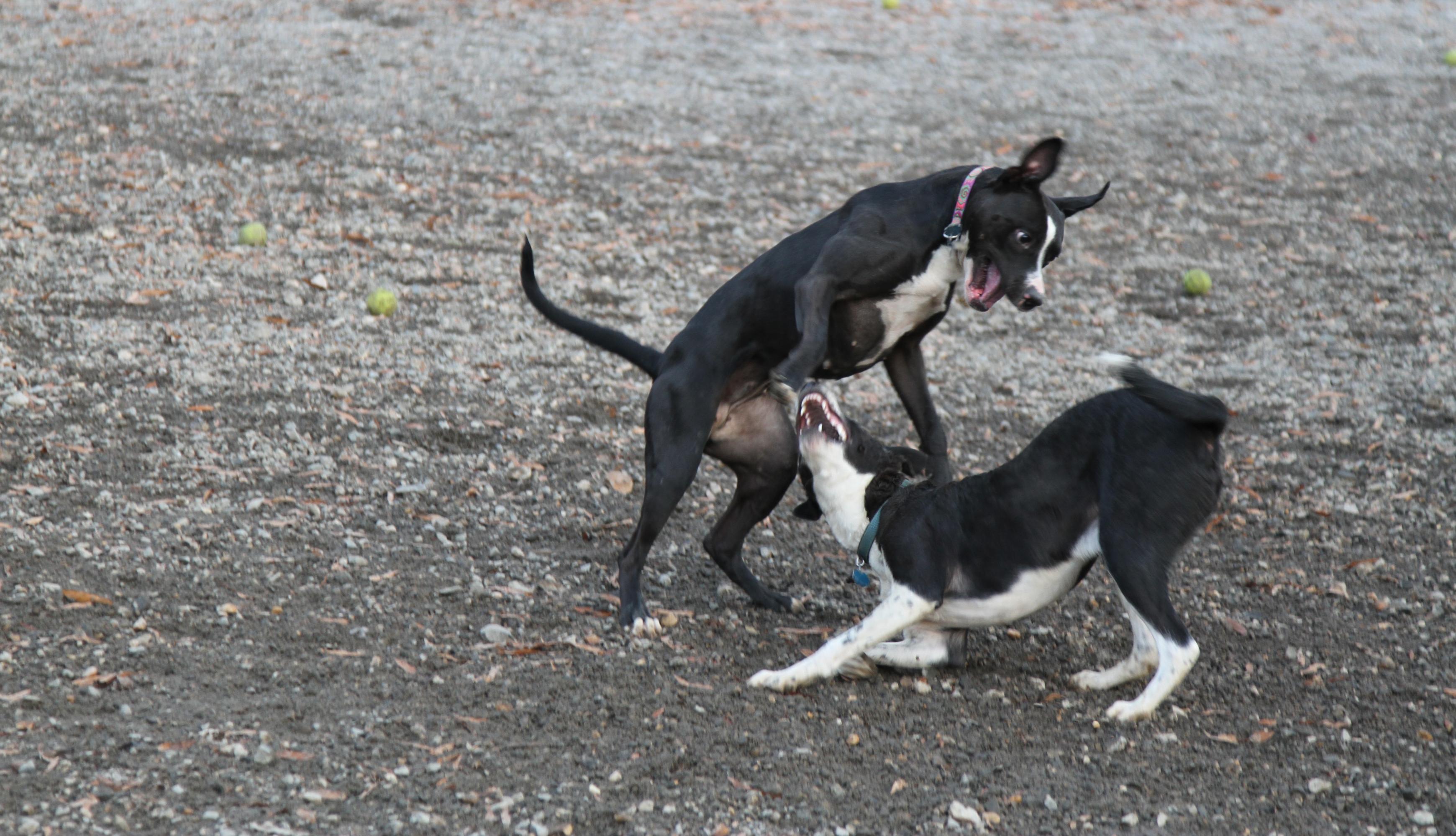 Black Dogs Playing