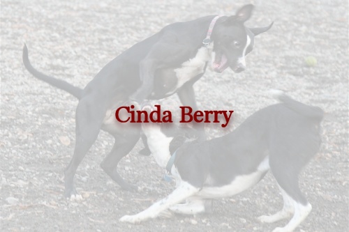 Photo of Cinda Berry